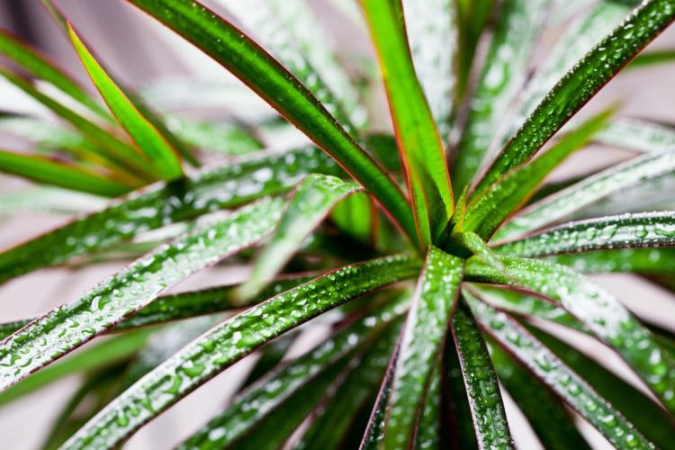 Arrosage - Dracaena Care
