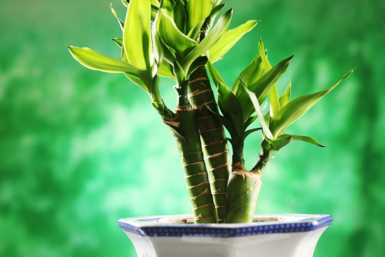 Engrais et alimentation - Dracaena care