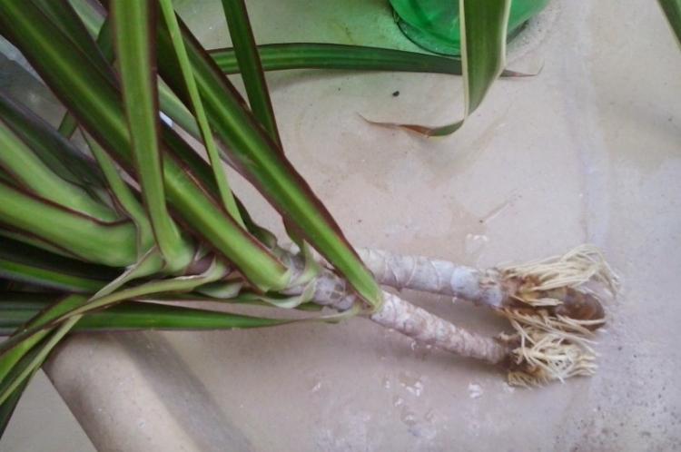 Transplantation et reproduction - Soins Dracaena