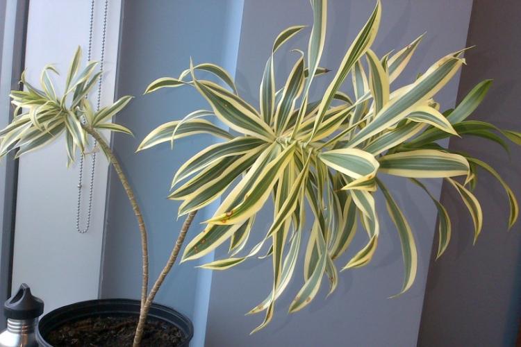 Lutte contre les parasites et les maladies - Dracaena