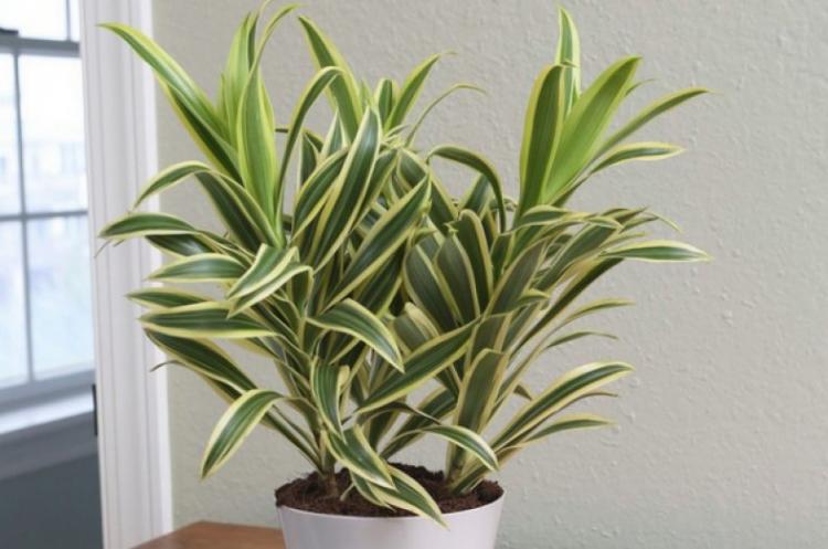 Dracaena - photo