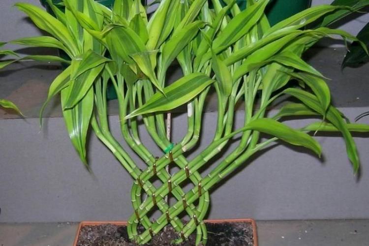 Dracaena - photo