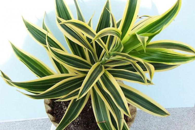 Dracaena - photo