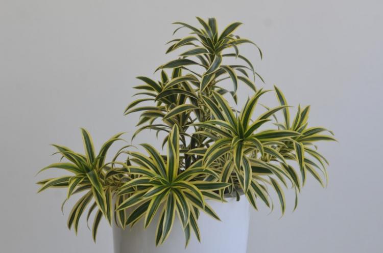 Dracaena - photo