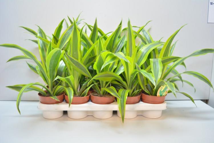 Dracaena - photo