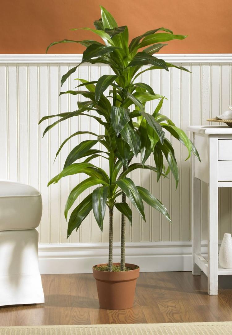 Dracaena - photo