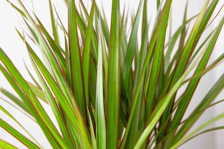 Aspect - Dracaena marginata