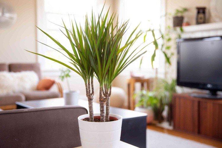 Eclairage - Dracaena marginata care