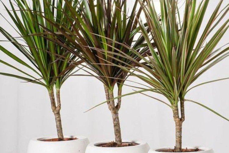 Dracaena marginata - photo