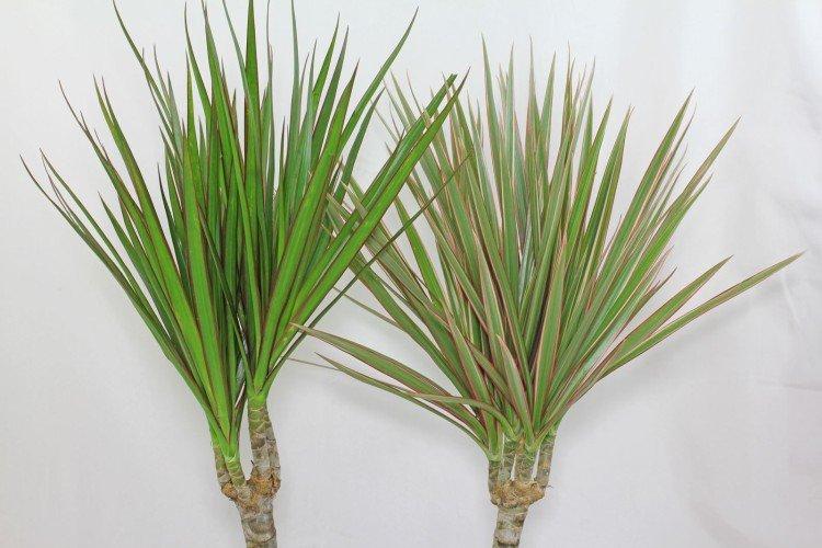 Dracaena marginata - photo