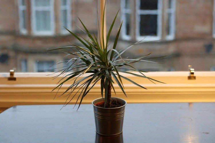 Dracaena marginata - photo