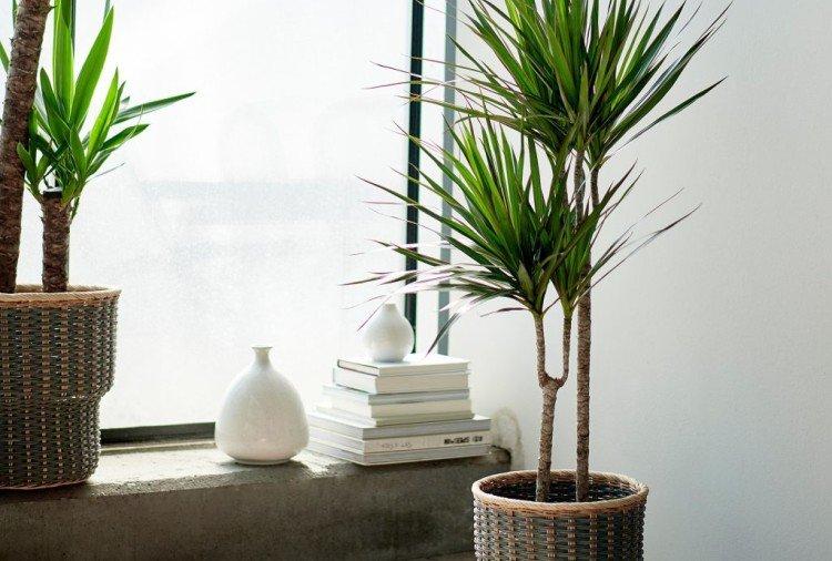 Dracaena marginata - photo