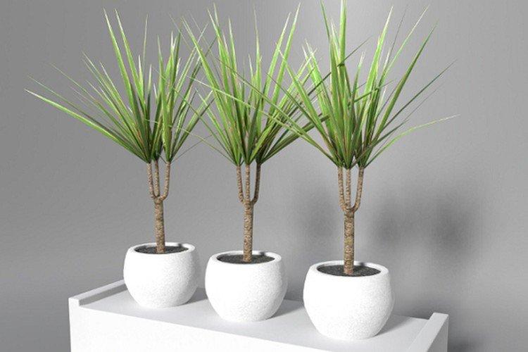 Dracaena marginata - photo