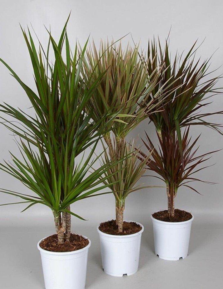 Dracaena marginata - photo