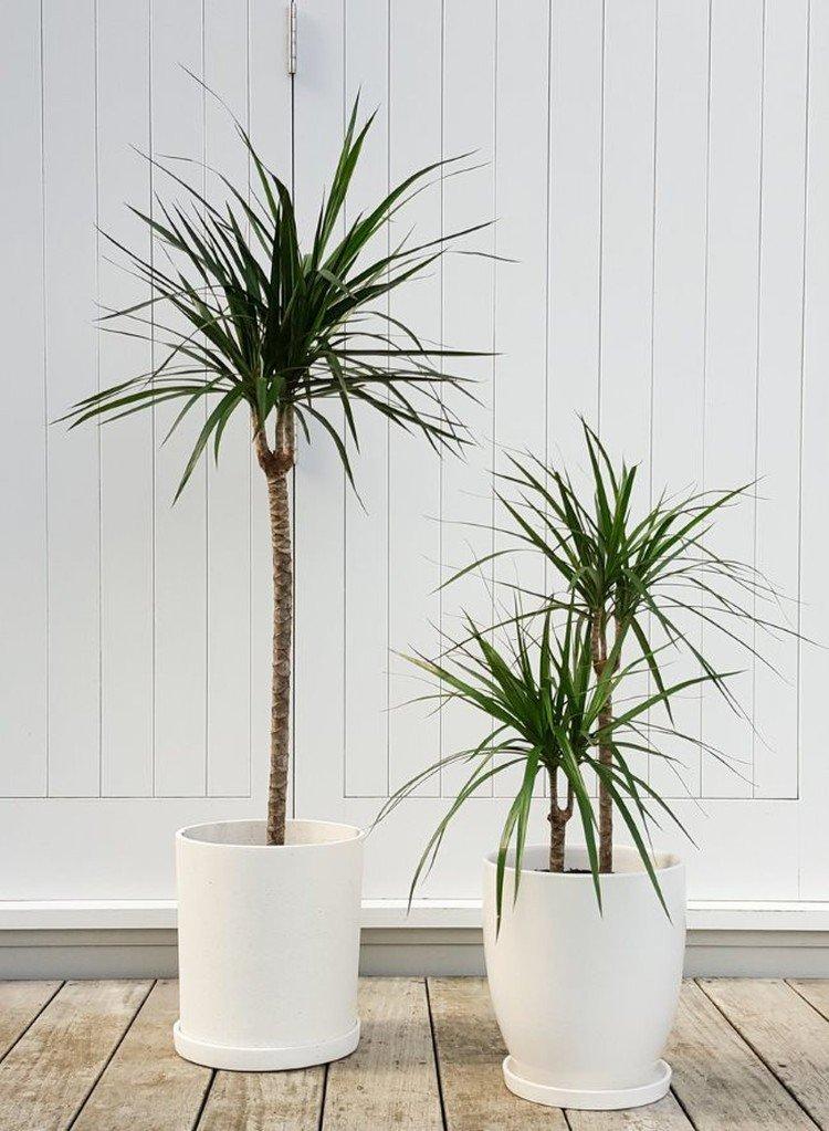 Dracaena marginata - photo