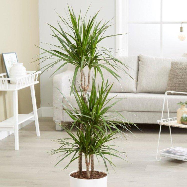 Dracaena marginata - photo