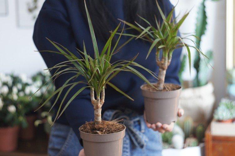 Arrosage - Dracaena soins à domicile