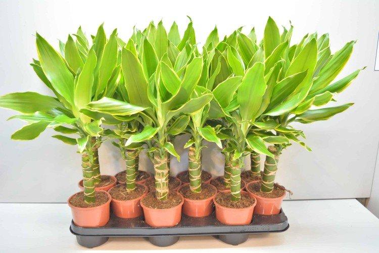 Top dressing et engrais - Dracaena home care
