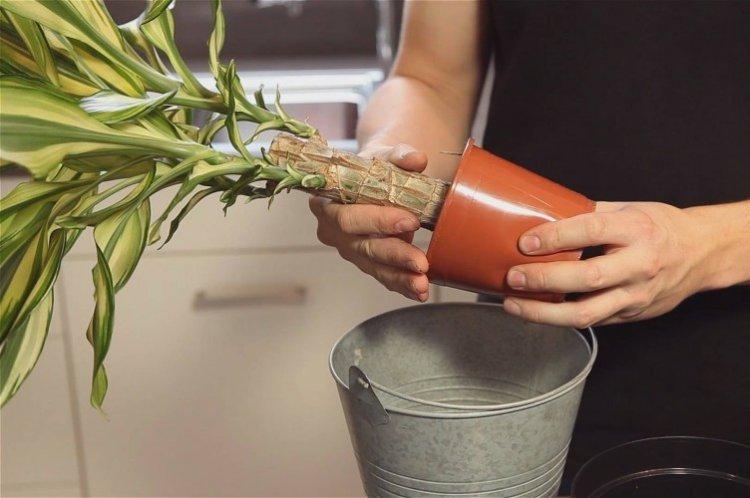 Transplantation - Dracaena soins à domicile