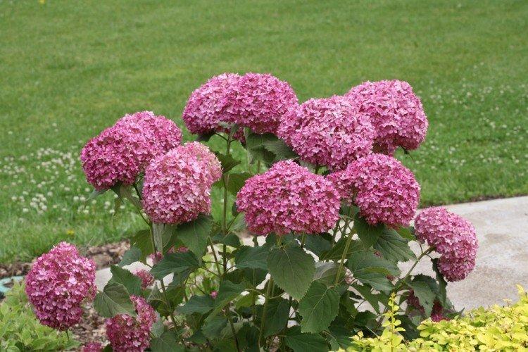 Hortensia arborescent Rose Annabelle