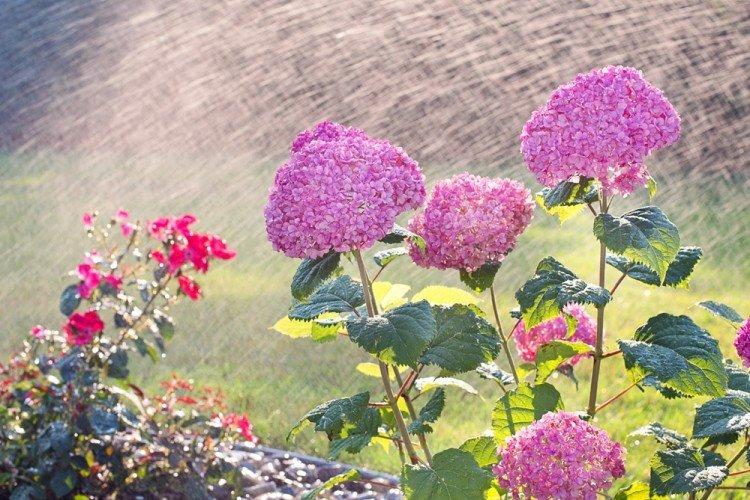 Arrosage - Soin des hortensias arboricoles