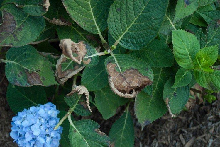 Lutte contre les parasites et les maladies - Hortensia arborescent