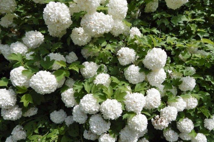 Hortensia d'arbre - photo