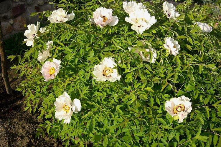 Pivoine arbustive Saphir bleu