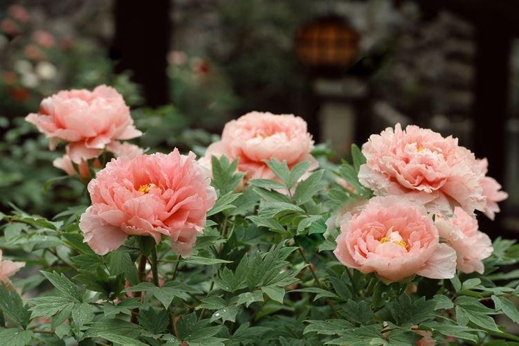 Île de corail pivoine