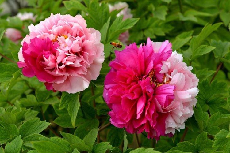 Pivoine arbustive Sisters Qiao