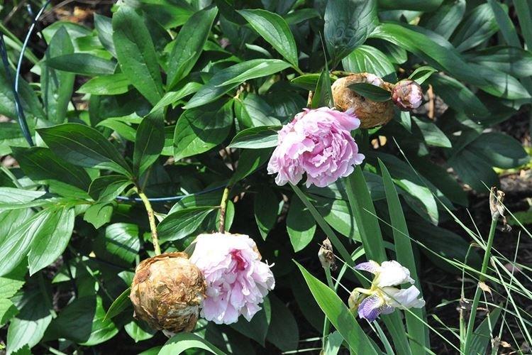 Lutte contre les parasites et les maladies - Pivoines arbustives