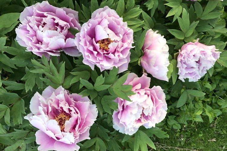 Pivoines arbustives - photo