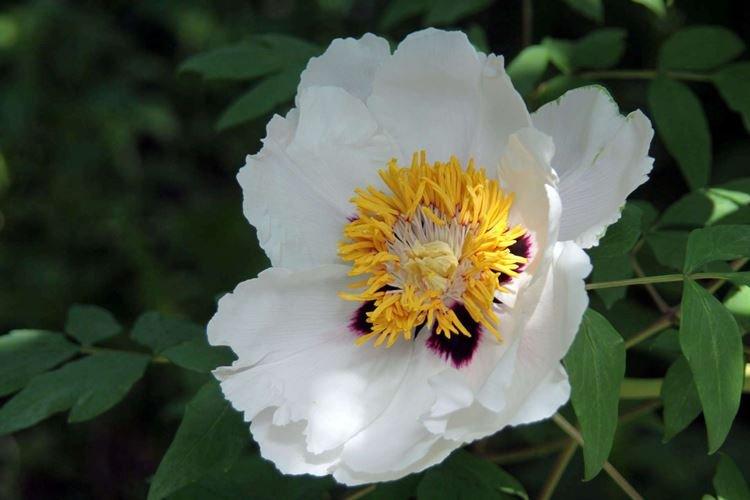 Pivoines arbustives - photo