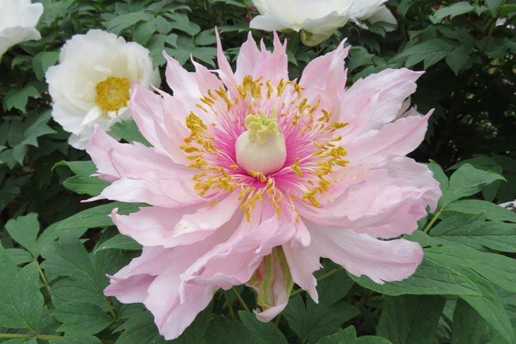 Pivoines arbustives - photo