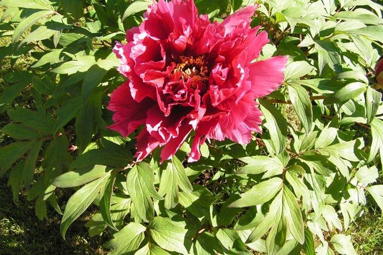 Pivoines arbustives - photo