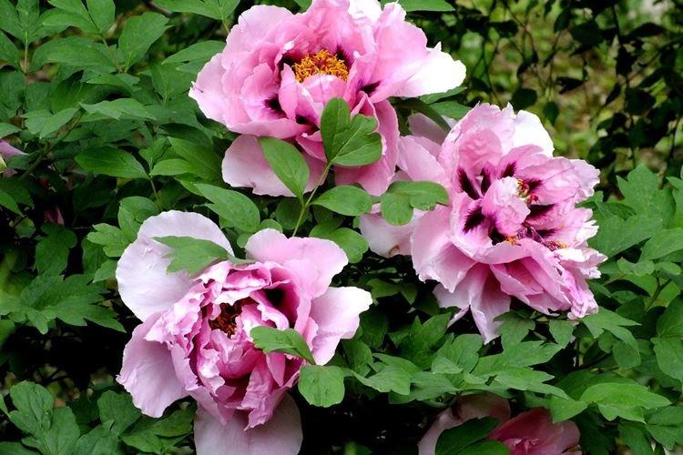 Pivoines arbustives - photo