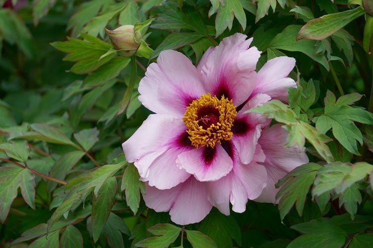 Pivoines arbustives - photo