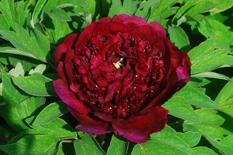 Pivoines arbustives - photo