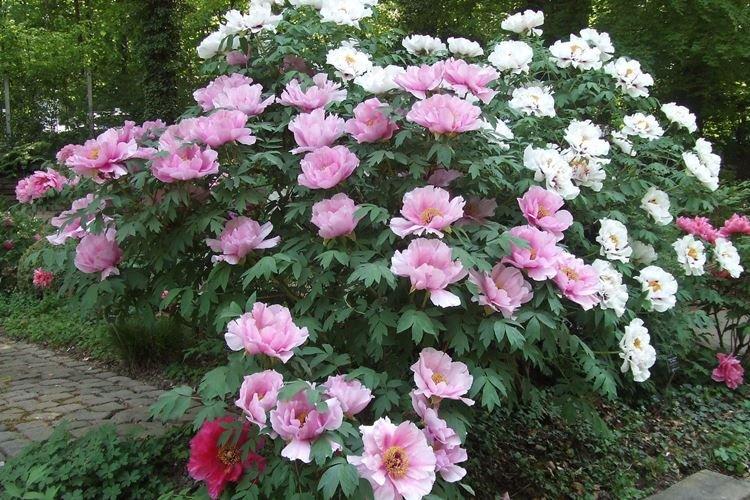 Pivoines arbustives - photo