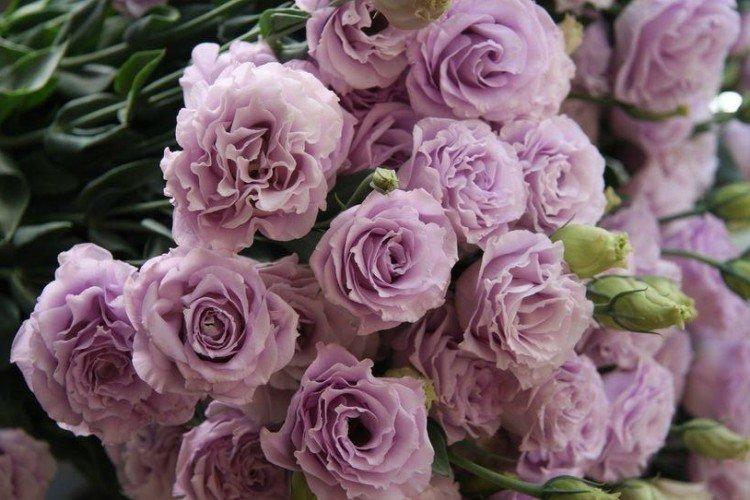 Eustoma Rosina Lavande - Types d'eustoma