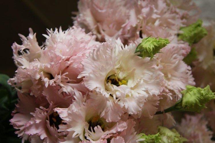 Eustoma Beppin-San - Espèce d'Eustoma