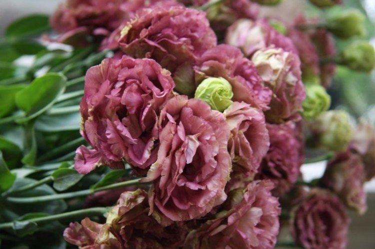Eustoma Amber double marron - Types d'eustoma