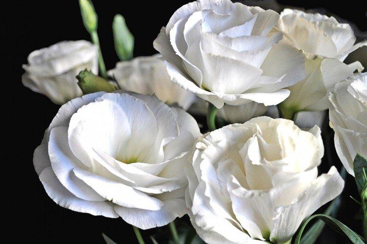 Eustoma Pure White - Types d'eustoma