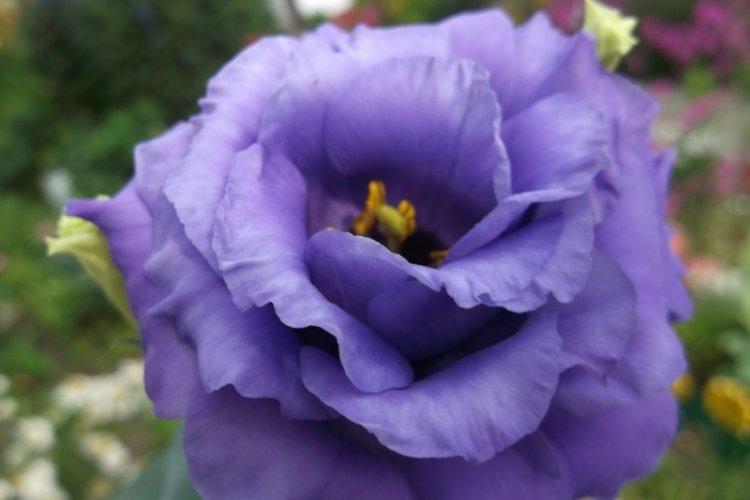 Eustoma Blue Flash - Types d'eustoma