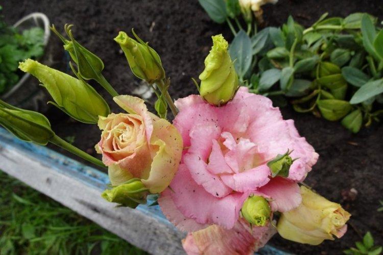 Arrosage - Eustoma Care