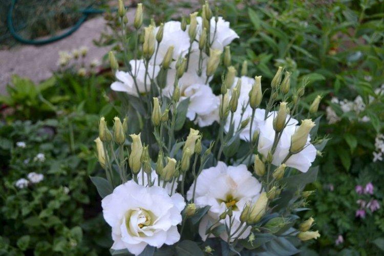 Reproduction - Soins Eustoma