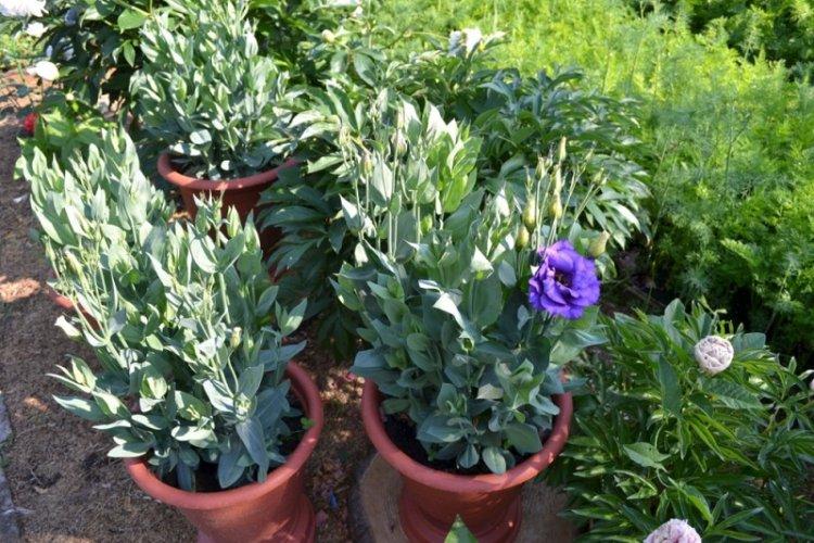 Hivernage - Prendre soin de l'eustome