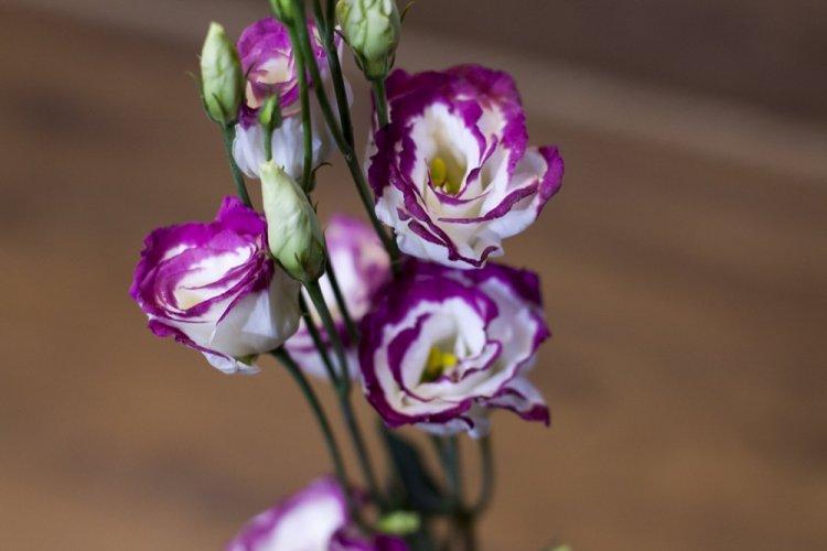 Eustoma - photo