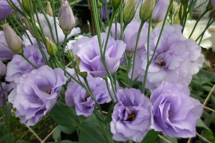 Eustoma - photo