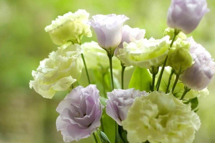 Eustoma - photo